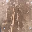 Archaeological excavation, Skeleton 173: geo-ref points 1-4, Auldhame, East Lothian