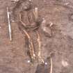 Archaeological excavation, Skeleton 211, Auldhame, East Lothian