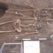 Archaeological excavation, Skeleton 198, Auldhame, East Lothian