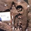 Archaeological excavation, Skeleton 231: adult skull, Auldhame, East Lothian