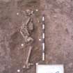 Archaeological excavation, Skeleton 242: general in situ, Auldhame, East Lothian