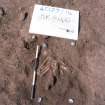 Archaeological excavation, General shot Skeleton 446 with board, Auldhame, East Lothian