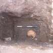 Archaeological excavation, Skeleton 501: skull of coffined burial in chapel, Auldhame, East Lothian