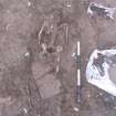 Archaeological excavation, Skeleton 558: no board, wet, Auldhame, East Lothian