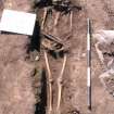 Archaeological excavation, Skeleton 611, Auldhame, East Lothian
