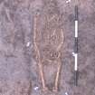 Archaeological excavation, Skeleton 626: cut at knees by gully, no board, Auldhame, East Lothian