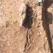 Archaeological excavation, Skeleton 798: general without board etc., Auldhame, East Lothian