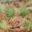 Two rusting oil tanks amidst the bracken