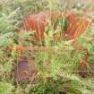 A decaying oil tank