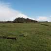 View of the silage clamp from the SW