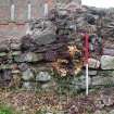 Watching brief, Refectory wall with tree stump pre-removal, Coldingham Priory