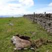 Digital photograph of panel to west, from Scotland's Rock Art Project, Turin Hill 5, Turin Hill, Angus