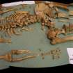 Archaeological excavation, Cist 1 Skeleton, Holm Mains Farm, Inverness, Highland