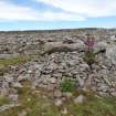 Digital photograph of panel in context without scale, from Scotland's Rock Art Project, Turin Hill 9, Turin Hill, Angus