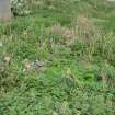 Archaeological survey phase 1, Part of ret. wall to rear of gun emplacement - N, Inchkeith Island, Firth of Forth