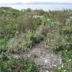 Archaeological survey phase 1, Tarmac path near Area A and B - W, Inchkeith Island, Firth of Forth