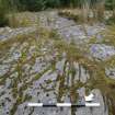 Digital photograph of panel in context with scale, from Scotland's Rock Art Project, Achanarnich 1, Kilmartin, Argyll and Bute