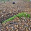 Digital photograph of panel in context without scale, Scotland's Rock Art Project, Achterneed Wood 2, Highland