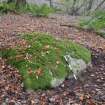 Digital photograph of panel to east, Scotland's Rock Art Project, Achterneed Wood 2, Highland