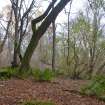 Digital photograph of panorama, Scotland's Rock Art Project, Achterneed Wood 2, Highland