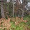 View from the ENE of the large tree-grown platform cut into the N facing slope immediately W of the gun emplacement