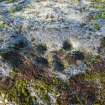 Digital photograph of close ups of motifs, from Scotland's Rock Art Project, Balnafoich 3, Highland