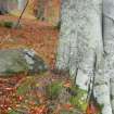 Digital photograph of panel to east, Scotland's Rock Art Project, Coul Woods, Highland