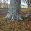 Digital photograph of panel to north, Scotland's Rock Art Project, Coul Woods, Highland