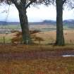 Digital photograph of panorama, Scotland's Rock Art Project, Coul Woods, Highland