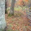 Digital photograph of panorama, Scotland's Rock Art Project, Coul Woods, Highland