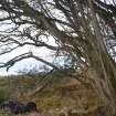 Digital photograph of rock art panel context, Scotland's Rock Art Project, Dochnaclear 2, Highland