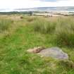 Digital photograph of panel in context without scale, from Scotland's Rock Art Project, Druim Mor 15, Highland