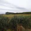 Digital photograph of rock art panel context, Scotland's Rock Art Project, Fodderty 1, Highland