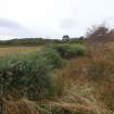 Digital photograph of rock art panel context, Scotland's Rock Art Project, Fodderty 1, Highland