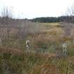 Digital photograph of rock art panel context, Scotland's Rock Art Project, Fodderty 1, Highland