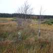 Digital photograph of rock art panel context, Scotland's Rock Art Project, Fodderty 1, Highland