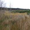 Digital photograph of rock art panel context, Scotland's Rock Art Project, Fodderty 1, Highland