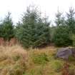 Digital photograph of rock art panel context, Scotland's Rock Art Project, Rogie Upper 16, Highland