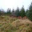 Digital photograph of rock art panel context, Scotland's Rock Art Project, Rogie Upper 16, Highland