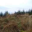 Digital photograph of rock art panel context, Scotland's Rock Art Project, Rogie Upper 16, Highland