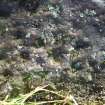 Digital photograph of close ups of motifs, from Scotland’s Rock Art Project, Newlaw Hill 1, Dumfries and Galloway