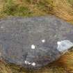 Digital photograph of panel in context without scale, from Scotland's Rock Art Project, Learable Hill, Highland