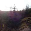 Digital photograph of panel to west, from Scotland's Rock Art Project, Rogie Farm 19, Highland