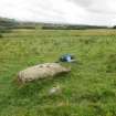 Digital photograph of rock art panel context, Scotland's Rock Art Project, Strath Sgitheach Balnacrae Lower, Highland