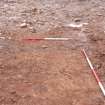 Excavation photograph, Looking E. Shorter ranging rod beside N end of wall slot 8, new Mearns Academy site, Laurencekirk Aberdeenshire 
