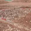 Excavation photograph, Looking NW across cobbles (19) below occupation floor (slightly greyer), new Mearns Academy site, Laurencekirk, Aberdeenshire 