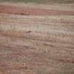 Excavation photograph, Oystercatcher nesting by site, new Mearns Academy site, Laurencekirk, Aberdeenshire  