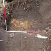 Evaluation photograph, Trench 3 looking W (tree root left across centre of trench), Proposed play area, Brodie Castle, Moray