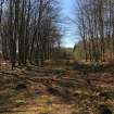 Roman road within Caddam Wood, Kirriemuir