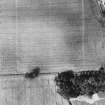 Rectified aerial photograph